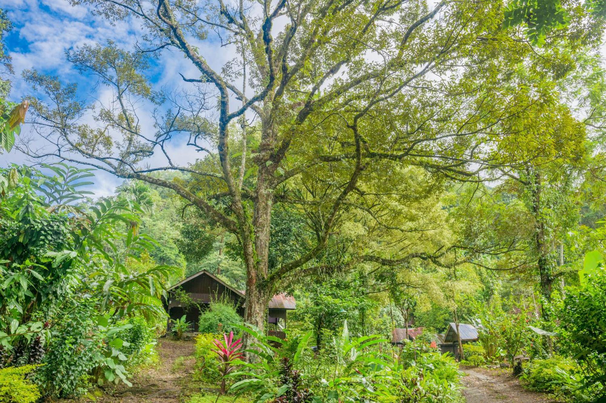 Pak Mus Guest House Ketambe - 0813-7072-1793 Kutacane Buitenkant foto